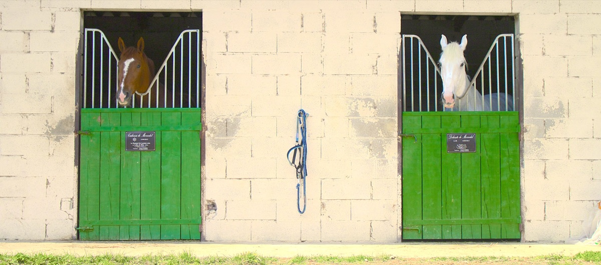 Chevaux à la porte de leurs box au Haras de Mérindol