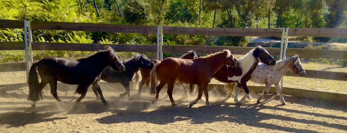 Chevaux et poneys en liberté dans le rond de longe