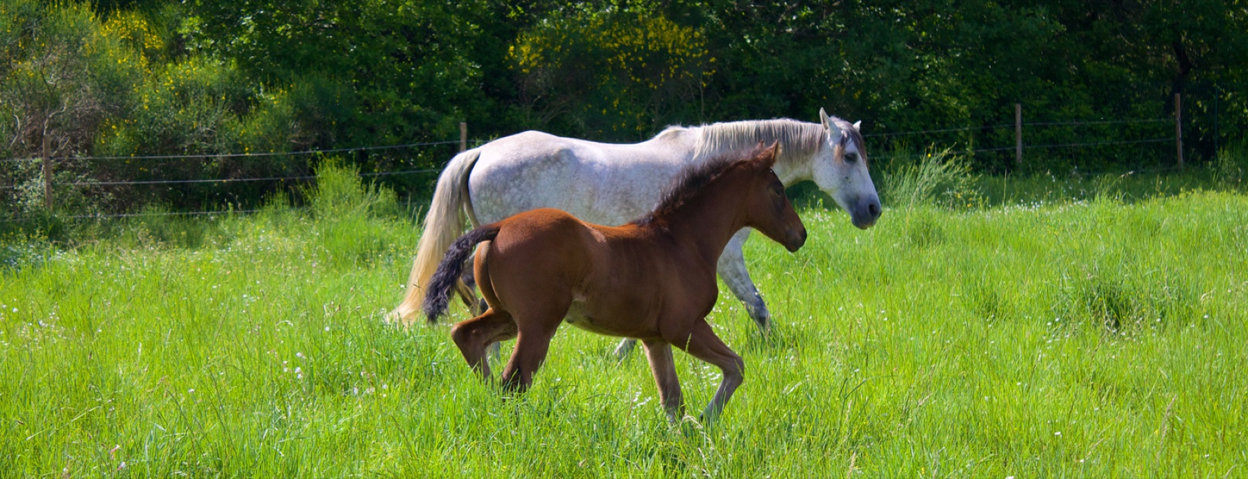Jument et son poulain au galop dans les prés du Haras de Mérindol