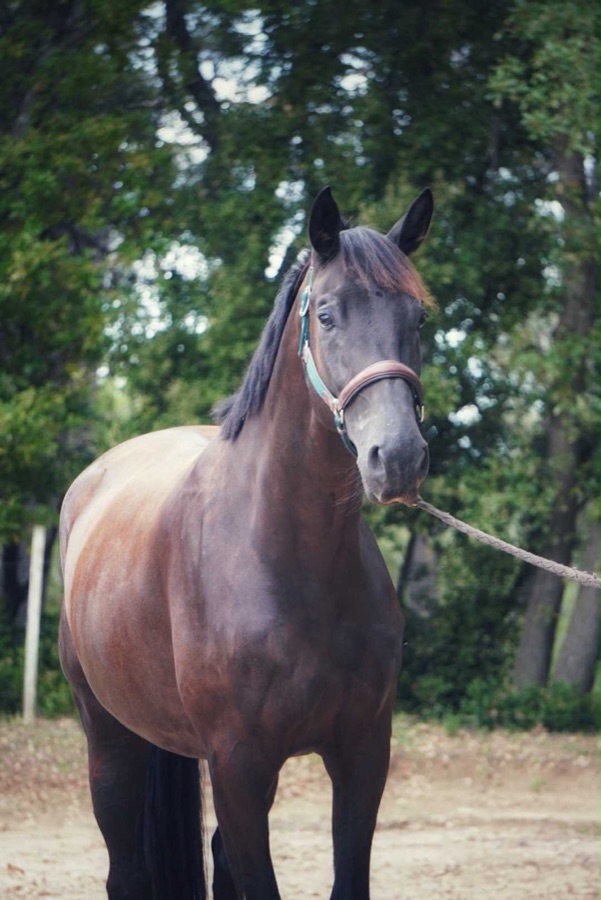 Luciano de Mérindol, cheval de dressage à vendre