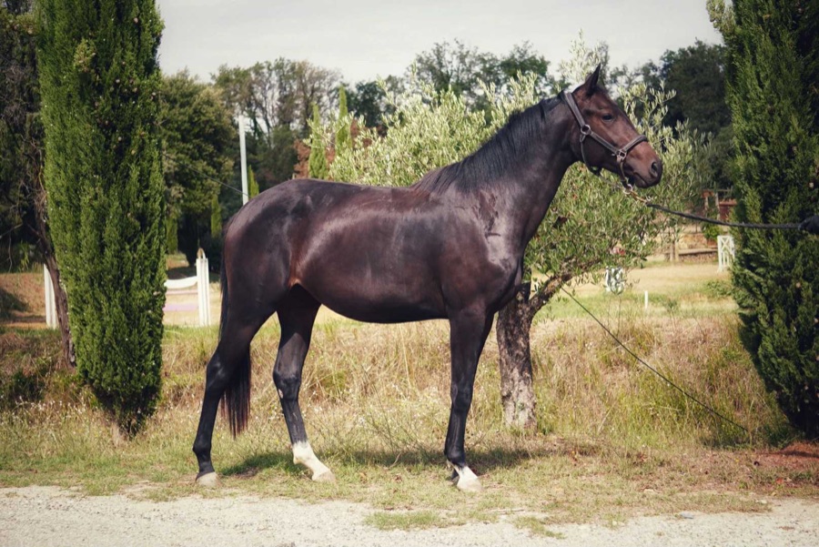 Negretta de Mérindol, jument de dressage à vendre