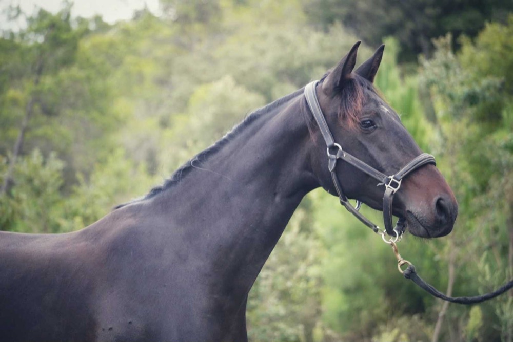 Nespola de Mérindol, cheval de dressage à vendre