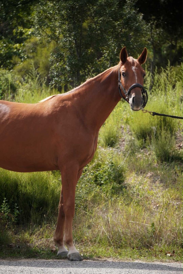 Nocciola de Mérindol, cheval de dressage à vendre